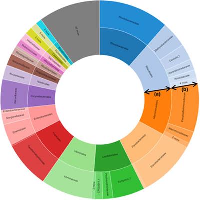 Metabolomic analysis of halotolerant endophytic bacterium Salinivibrio costicola isolated from Suaeda maritima (L.) dumort